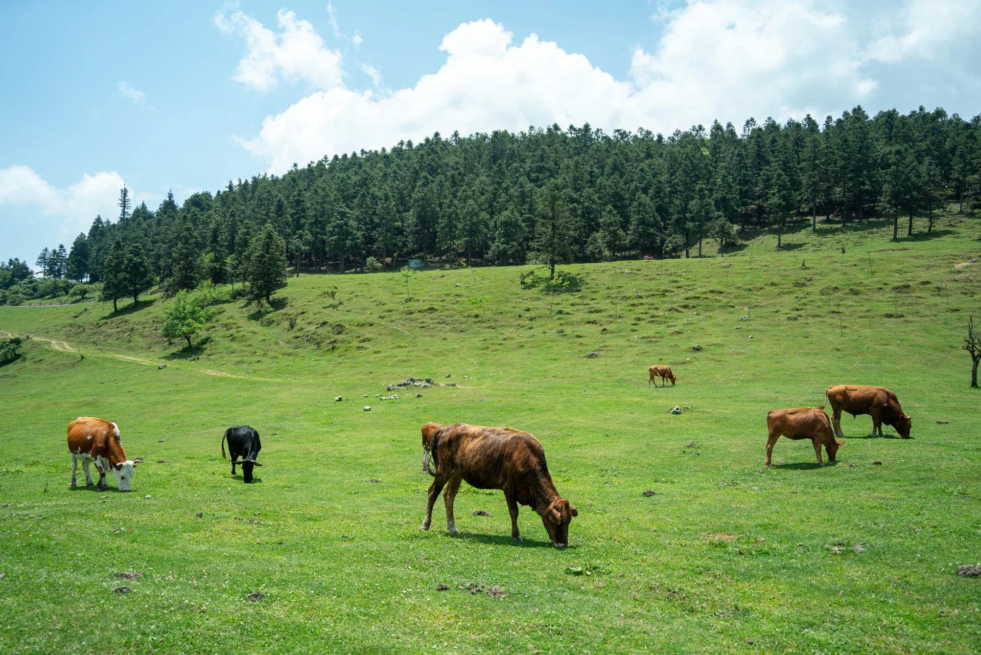 Fairy Mountain Forest Park