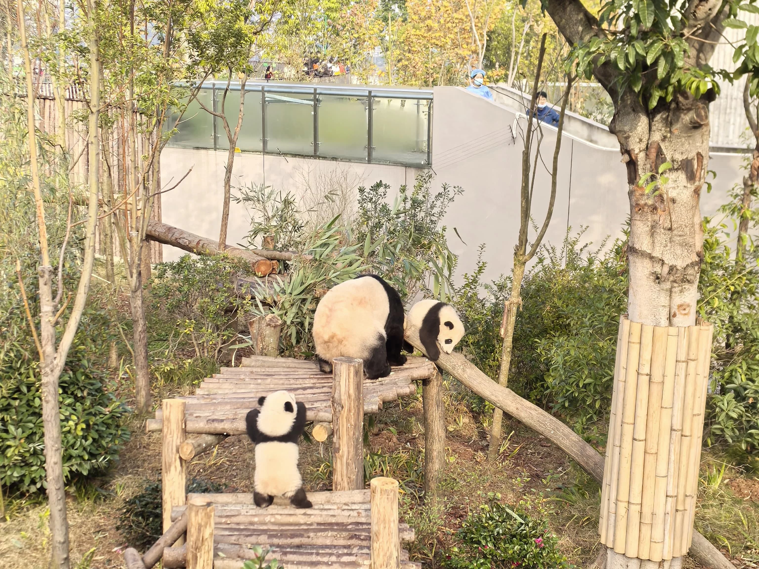 Chengdu Panda Base half-day plan 2026: Route & Transport