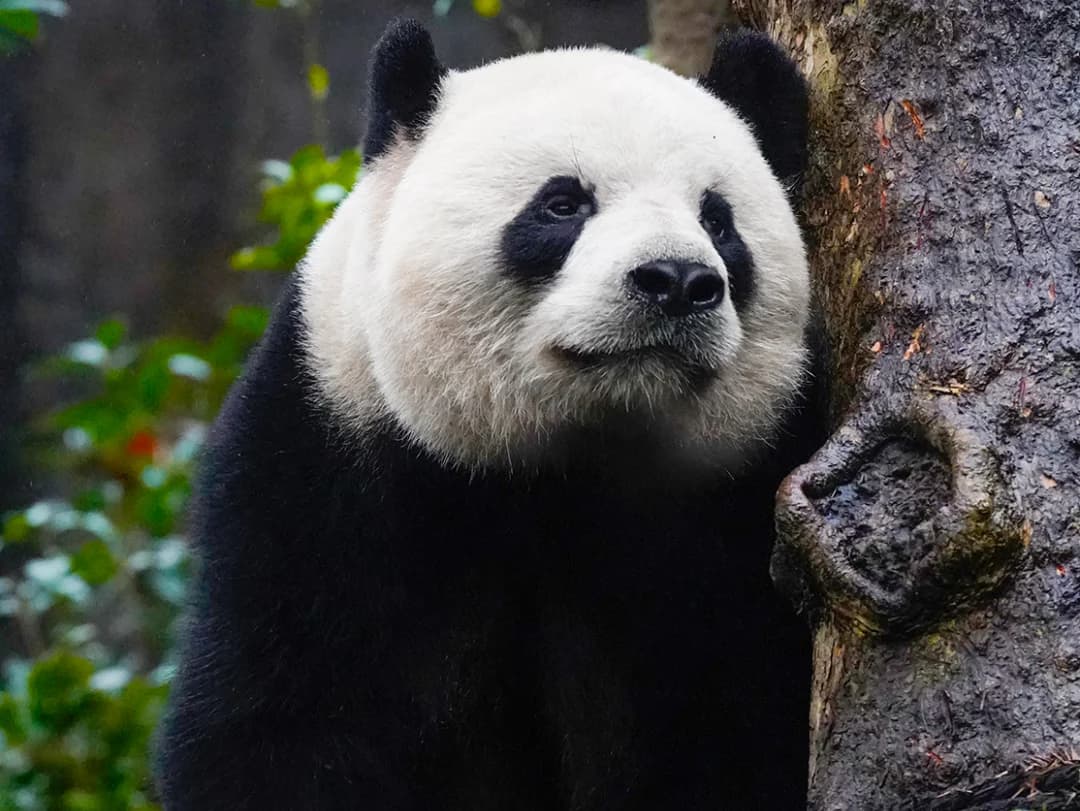 Dujiangyan Panda Valley