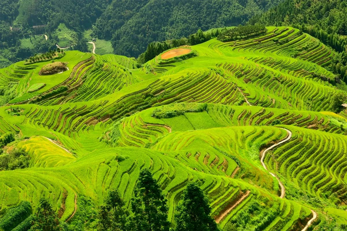 Longji Rice Terraces