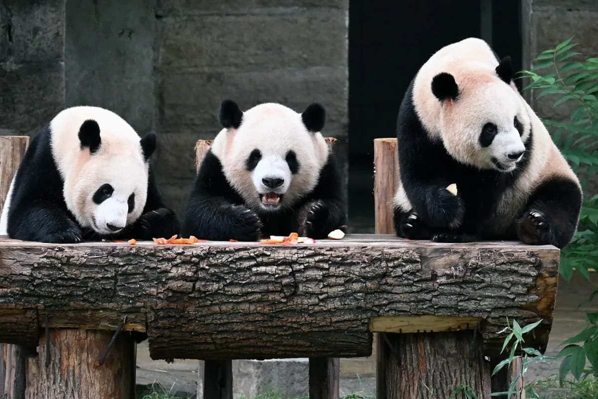 Chengdu Panda Base: The Perfect Half-Day Guide